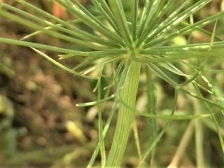 Img.VTax1585.Ex1.Img7