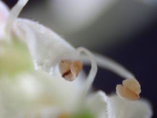 Img.VTax1589.Ex2.Img1