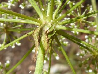 Img.VTax1604.Ex2.Img3