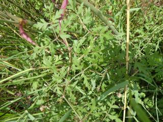 Img.VTax1608.Ex1.Img5