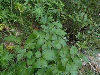 Img.VTax161.Ex1.Img1