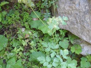 Img.VTax1620.Ex1.Img1