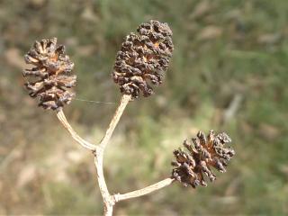 Img.VTax1643.Ex3.Img6
