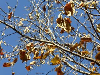 Img.VTax1644.Ex2.Img3