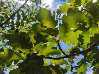 Img.VTax1655.Ex1.Img1