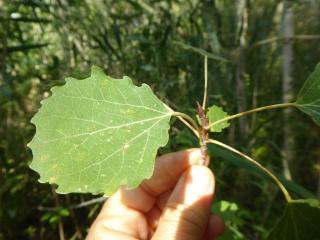 Img.VTax1669.Ex2.Img1
