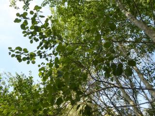 Img.VTax1669.Ex2.Img2