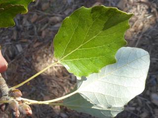 Img.VTax1669.Ex3.Img3