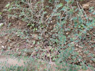 Img.VTax1729.Ex1.Img1
