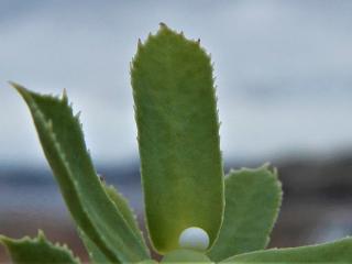 Img.VTax1743.Ex1.Img7