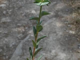 Img.VTax1745.Ex1.Img1