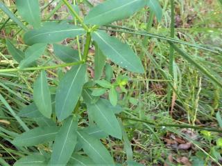 Img.VTax1752.Ex1.Img9