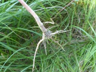 Img.VTax1752.Ex2.Img3
