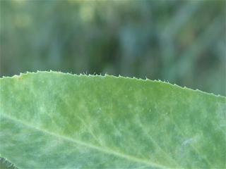 Img.VTax1752.Ex2.Img4