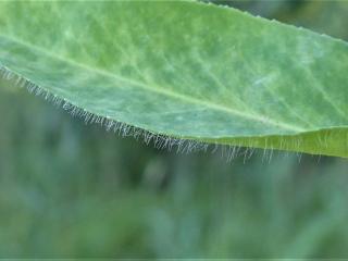 Img.VTax1752.Ex2.Img5