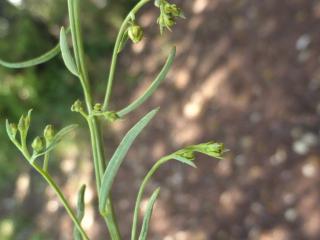 Img.VTax1778.Ex1.Img1