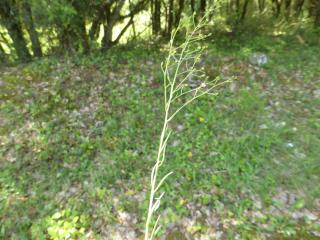 Img.VTax1778.Ex1.Img5