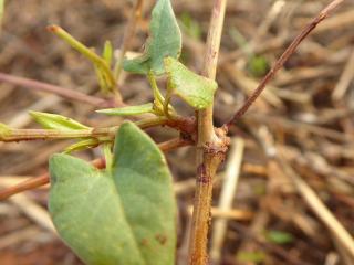 Img.VTax1809.Ex1.Img6