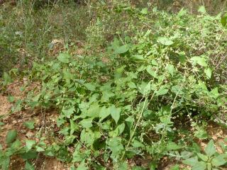 Img.VTax1809.Ex2.Img1