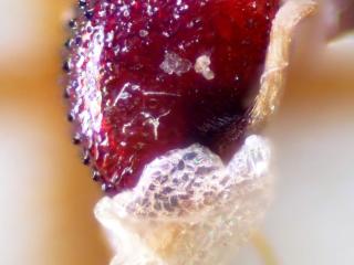 Img.VTax1850.Ex1.Img3