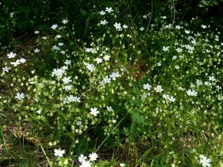 Img.VTax1908.Ex3.Img1