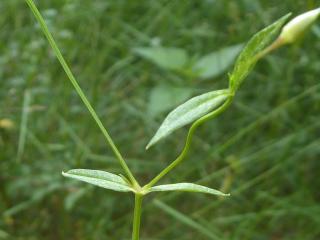 Img.VTax1909.Ex1.Img3