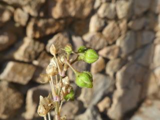 Img.VTax1977.Ex1.Img7