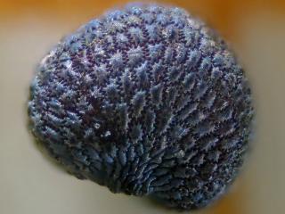 Img.VTax1988.Ex2.Img1