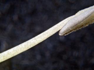 Img.VTax1988.Ex2.Img8