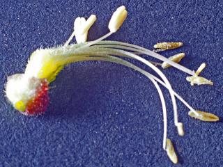 Img.VTax1995.Ex3.Img4