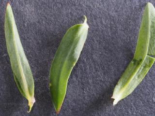 Img.VTax2004.Ex3.Img1