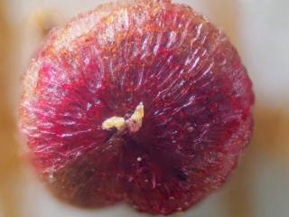 Img.VTax2069.Ex2.Img1
