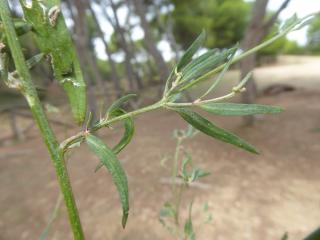 Img.VTax2088.Ex1.Img1