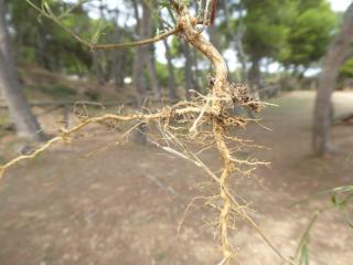 Img.VTax2088.Ex1.Img2