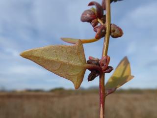 Img.VTax2088.Ex1.Img5