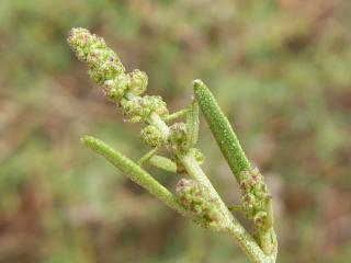 Img.VTax2088.Ex2.Img3