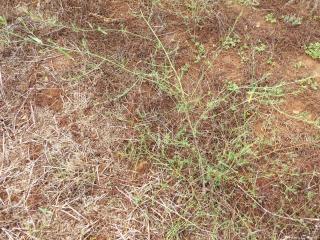 Img.VTax2088.Ex2.Img4