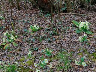 Img.VTax2167.Ex1.Img5