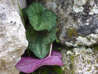 Img.VTax2187.Ex1.Img6