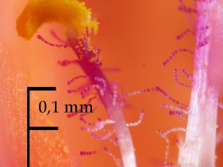 Img.VTax2197.Ex2.Img4