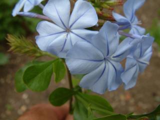 Img.VTax2202.Ex2.Img1