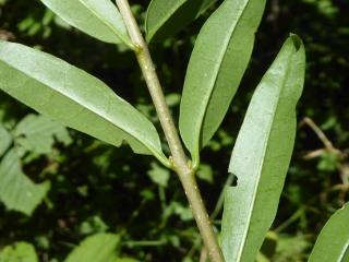 Img.VTax2242.Ex1.Img8