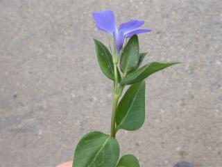 Img.VTax2288.Ex1.Img2