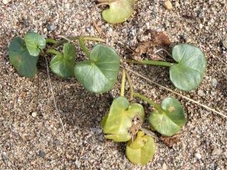 Img.VTax2297.Ex1.Img3