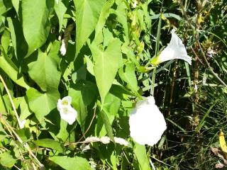 Img.VTax2298.Ex1.Img1