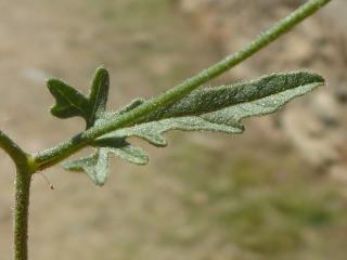 Img.VTax2303.Ex1.Img3