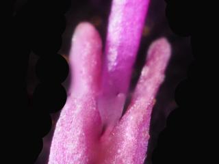 Img.VTax2303.Ex2.Img4