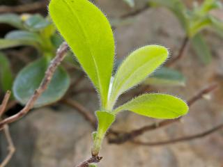 Img.VTax2322.Ex1.Img7