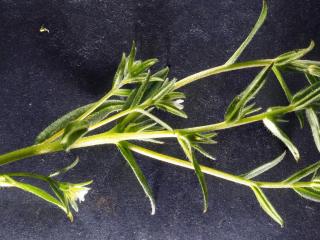Img.VTax2325.Ex1.Img1
