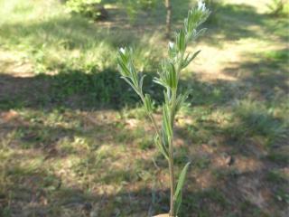 Img.VTax2326.Ex1.Img1